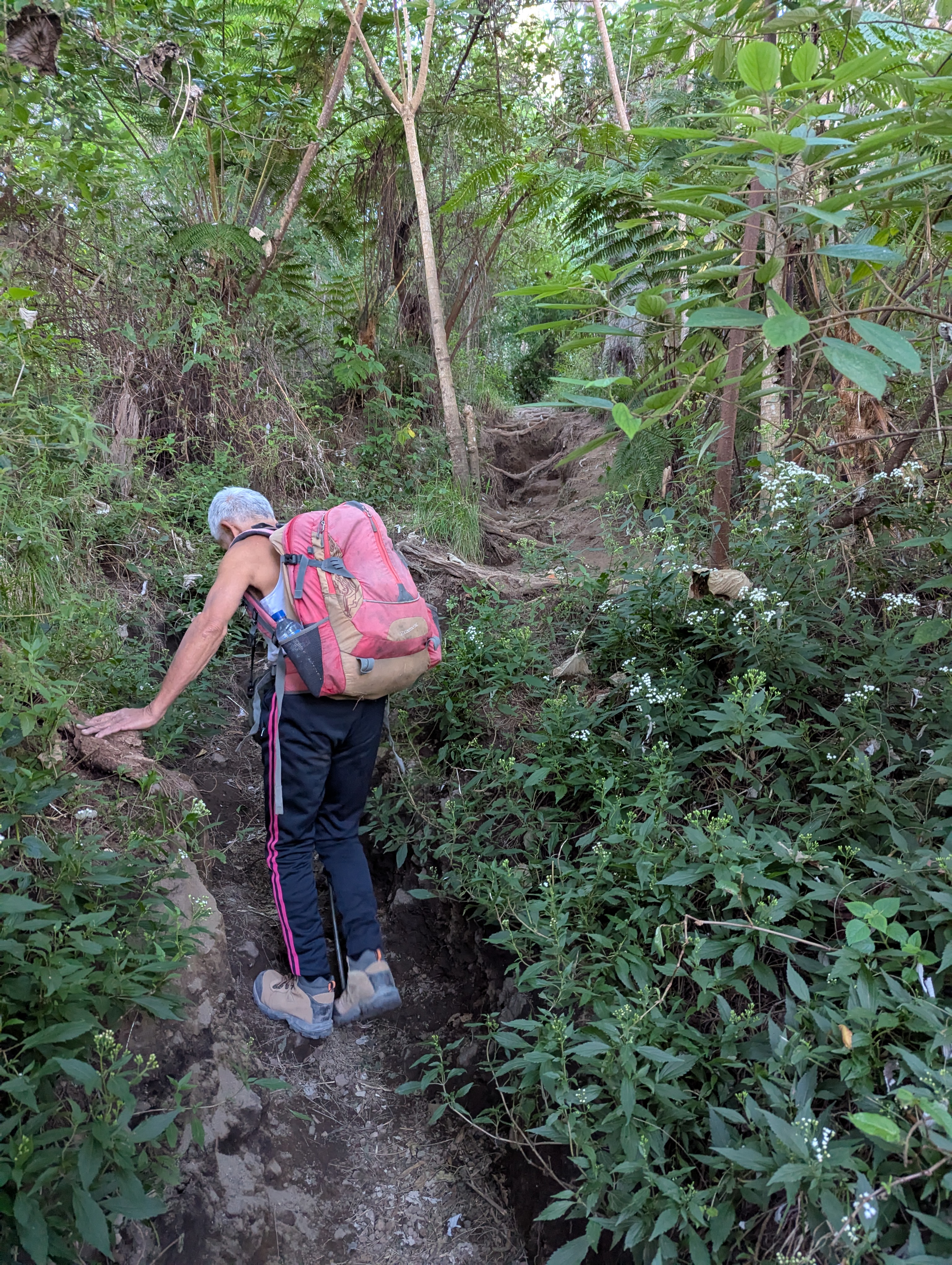 Hiking up through jungle