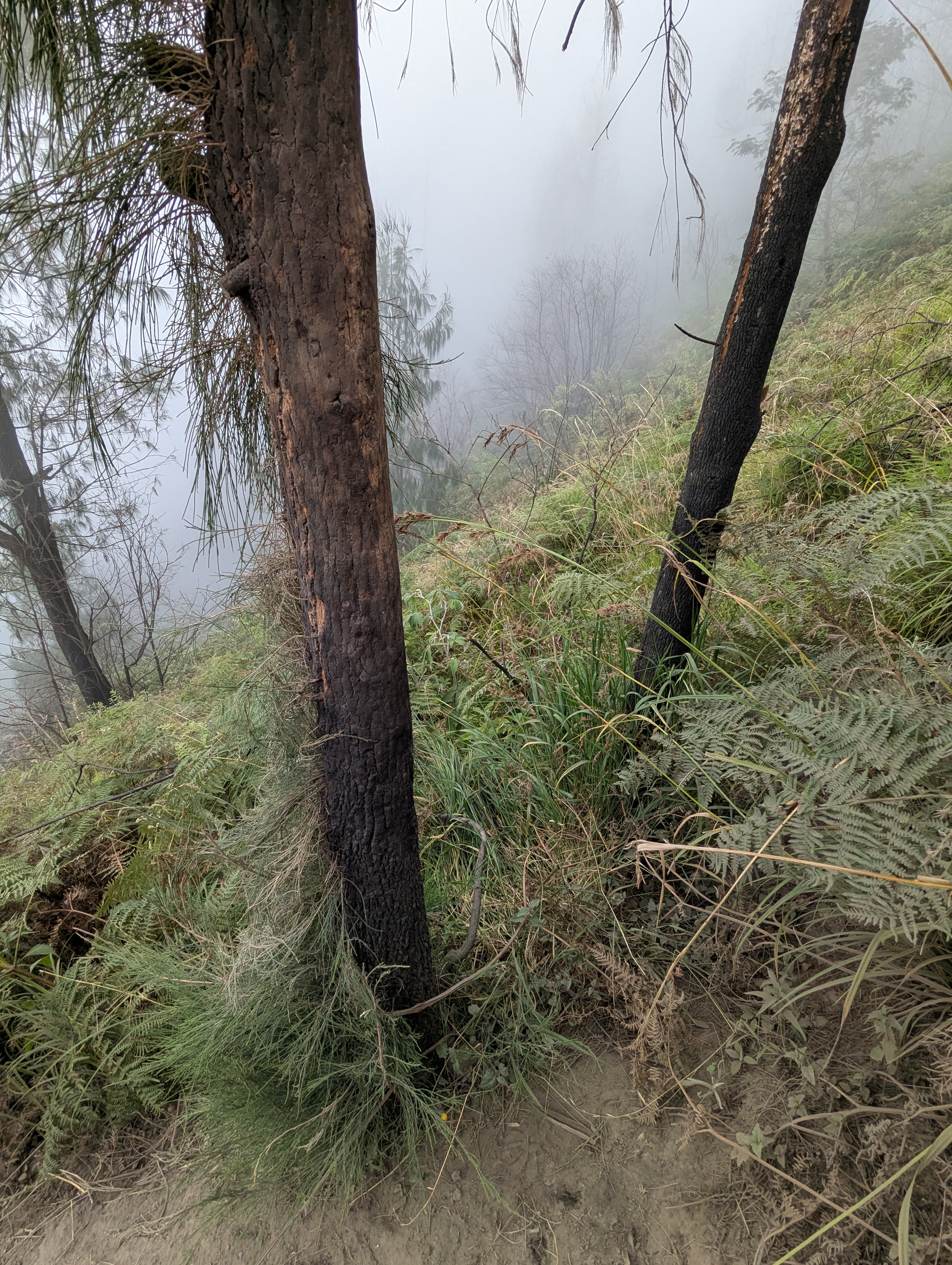 Trees partially scorched and charcoal-like
